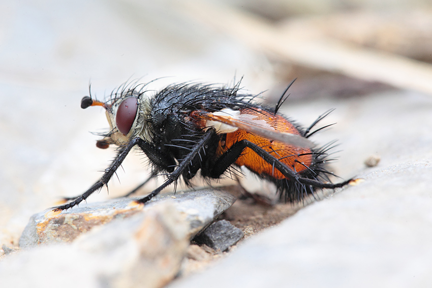 Tachinidae da determinare